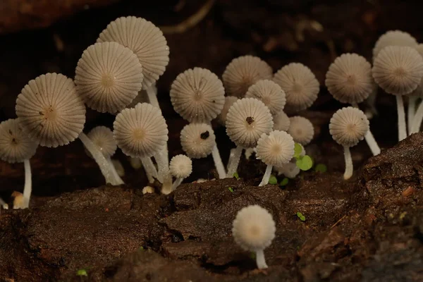 Colonias Hongos Que Crecen Silvestres Troncos Árboles Podridos — Foto de Stock