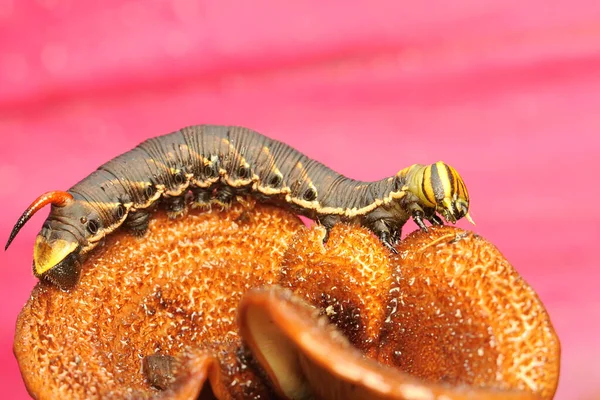 Ein Tabakhornwurm Frisst Einen Wildpilz Diese Raupe Trägt Den Wissenschaftlichen — Stockfoto