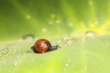 Küçük bir salyangoz çalılıklarda yiyecek arıyor..