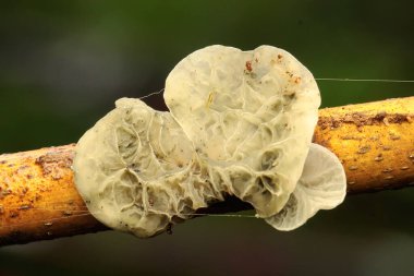 Çürüyen ağaç gövdelerinde büyüyen mantar kolonileri..