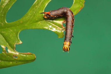 Bir tütün boynuzu kurdu genç bir izin yiyor. Bu tırtılın bilimsel adı Manduca secta.. 
