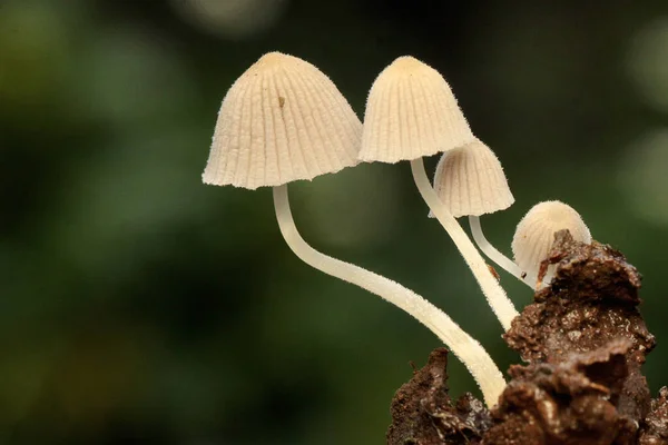 Colonias Hongos Que Crecen Silvestres Troncos Árboles Podridos — Foto de Stock