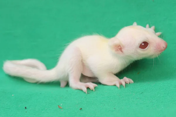 Bébé Planeur Sucre Albinos Mois Sur Fond Vert Mammifère Marsupial — Photo