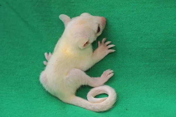 Yeşil Arka Planda Bir Aylık Albino Şeker Planörü Bebeği Keseli — Stok fotoğraf