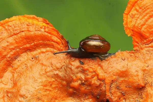 Una Piccola Lumaca Sta Nutrendo Cespuglio — Foto Stock