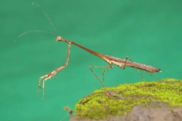 Een Bidsprinkhaan Zit Een Struik — Stockfoto