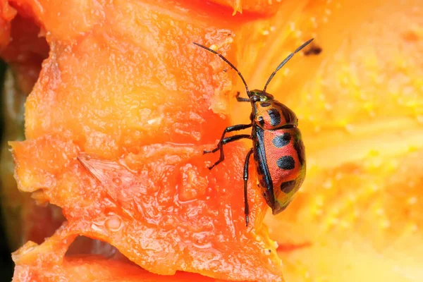 Arlequim Bug Inseto Arlequim Algodão Está Forrageando Uma Fruta Mamão — Fotografia de Stock