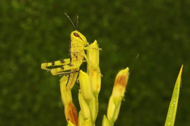 Genç bir çekirge pirinç tanelerinin üzerinde dinleniyor.. 