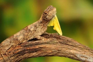 Uçan bir ejderha (Draco volans) günlük aktivitelerine başlamadan önce bir asma dalında güneşlenir..