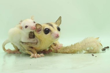 Anne şeker planörü bebeğini yırtıcılardan korumak için bebeğini kucağına alır. Bu keseli memelinin bilimsel adı Petaurus Breviceps.. 