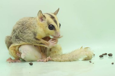 Anne şeker planörü bebeğini yırtıcılardan korumak için bebeğini kucağına alır. Bu keseli memelinin bilimsel adı Petaurus Breviceps.. 