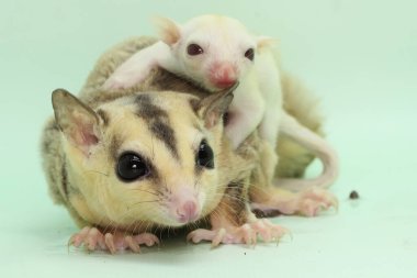 Anne şeker planörü bebeğini yırtıcılardan korumak için bebeğini kucağına alır. Bu keseli memelinin bilimsel adı Petaurus Breviceps.. 