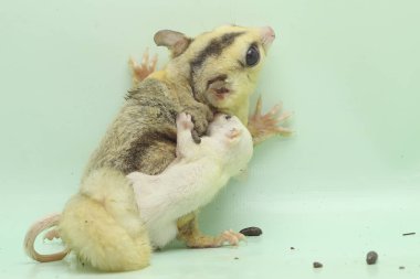 Anne şeker planörü bebeğini yırtıcılardan korumak için bebeğini kucağına alır. Bu keseli memelinin bilimsel adı Petaurus Breviceps.. 
