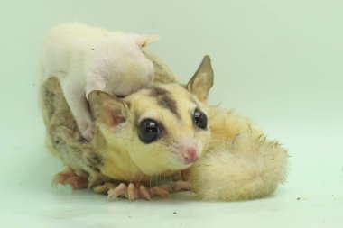 Anne şeker planörü bebeğini yırtıcılardan korumak için bebeğini kucağına alır. Bu keseli memelinin bilimsel adı Petaurus Breviceps.. 