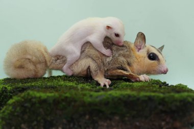Anne şeker planörü bebeğini yırtıcılardan korumak için bebeğini kucağına alır. Bu keseli memelinin bilimsel adı Petaurus Breviceps.. 