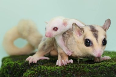 Anne şeker planörü bebeğini yırtıcılardan korumak için bebeğini kucağına alır. Bu keseli memelinin bilimsel adı Petaurus Breviceps.. 