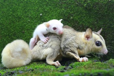Anne şeker planörü bebeğini yırtıcılardan korumak için bebeğini kucağına alır. Bu keseli memelinin bilimsel adı Petaurus Breviceps.. 