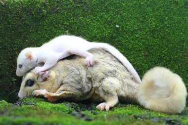 Anne şeker planörü bebeğini yırtıcılardan korumak için bebeğini kucağına alır. Bu keseli memelinin bilimsel adı Petaurus Breviceps.. 