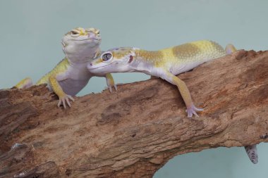 Çürüyen bir kütükte güneşlenen iki leopar kertenkelesi. Çekici renklere sahip sürüngenlerin bilimsel adı Eublepharis macularius 'dur.. 