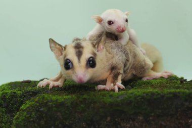 Anne şeker planörü bebeğini yırtıcılardan korumak için bebeğini kucağına alır. Bu keseli memelinin bilimsel adı Petaurus Breviceps.. 