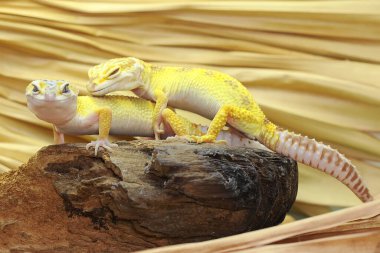 Çürüyen bir kütükte güneşlenen iki leopar kertenkelesi. Çekici renklere sahip sürüngenlerin bilimsel adı Eublepharis macularius 'dur.. 