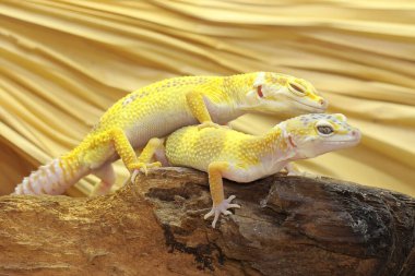 Çürüyen bir kütükte güneşlenen iki leopar kertenkelesi. Çekici renklere sahip sürüngenlerin bilimsel adı Eublepharis macularius 'dur.. 