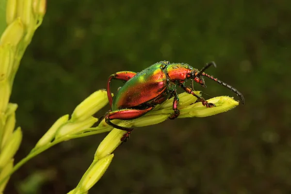 Escarabajo Pata Rana Sagra Está Tomando Sol Sobre Los Granos —  Fotos de Stock