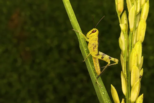 Joven Saltamontes Descansa Sobre Los Granos Arroz —  Fotos de Stock