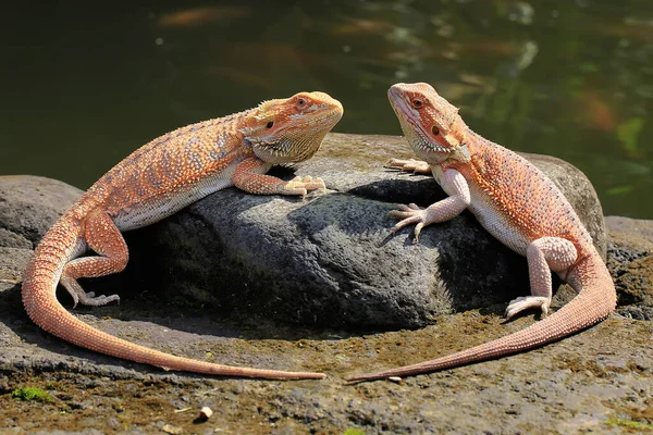 Due Draghi Barbuti Pogona Stanno Prendendo Sole Bordo Piscina — Foto Stock