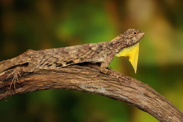 날아다니는 은일상 활동을 시작하기 포도나무 가지에서 일광욕을 것이다 — 스톡 사진