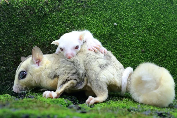一个糖滑翔机妈妈抱着她的孩子 以保护她的孩子不被掠食者侵犯 这种有袋哺乳动物有一个科学的名字叫 牛尾龙 — 图库照片