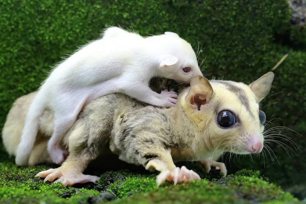 Mother Sugar Glider Holds Her Baby Protect Her Baby Predators — Stock Photo, Image