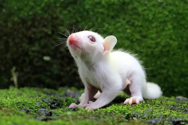 Bébé Planeur Sucre Albinos Mois Sur Fond Vert Mammifère Marsupial — Photo