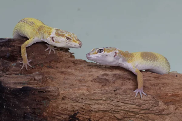 Two Leopard Geckos Sunbathing Rotting Log Reptiles Attractive Colors Have — Stock Photo, Image