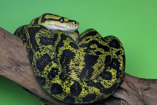 Carpet Python Snake Wrapping Its Body Log — Stock Photo, Image