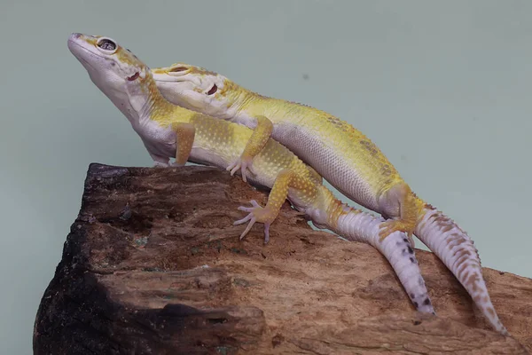 Deux Geckos Léopards Bronzant Sur Une Bûche Pourrie Reptiles Avec — Photo