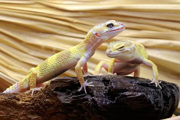 Two Leopard Geckos Sunbathing Rotting Log Reptiles Attractive Colors Have — Stock Photo, Image