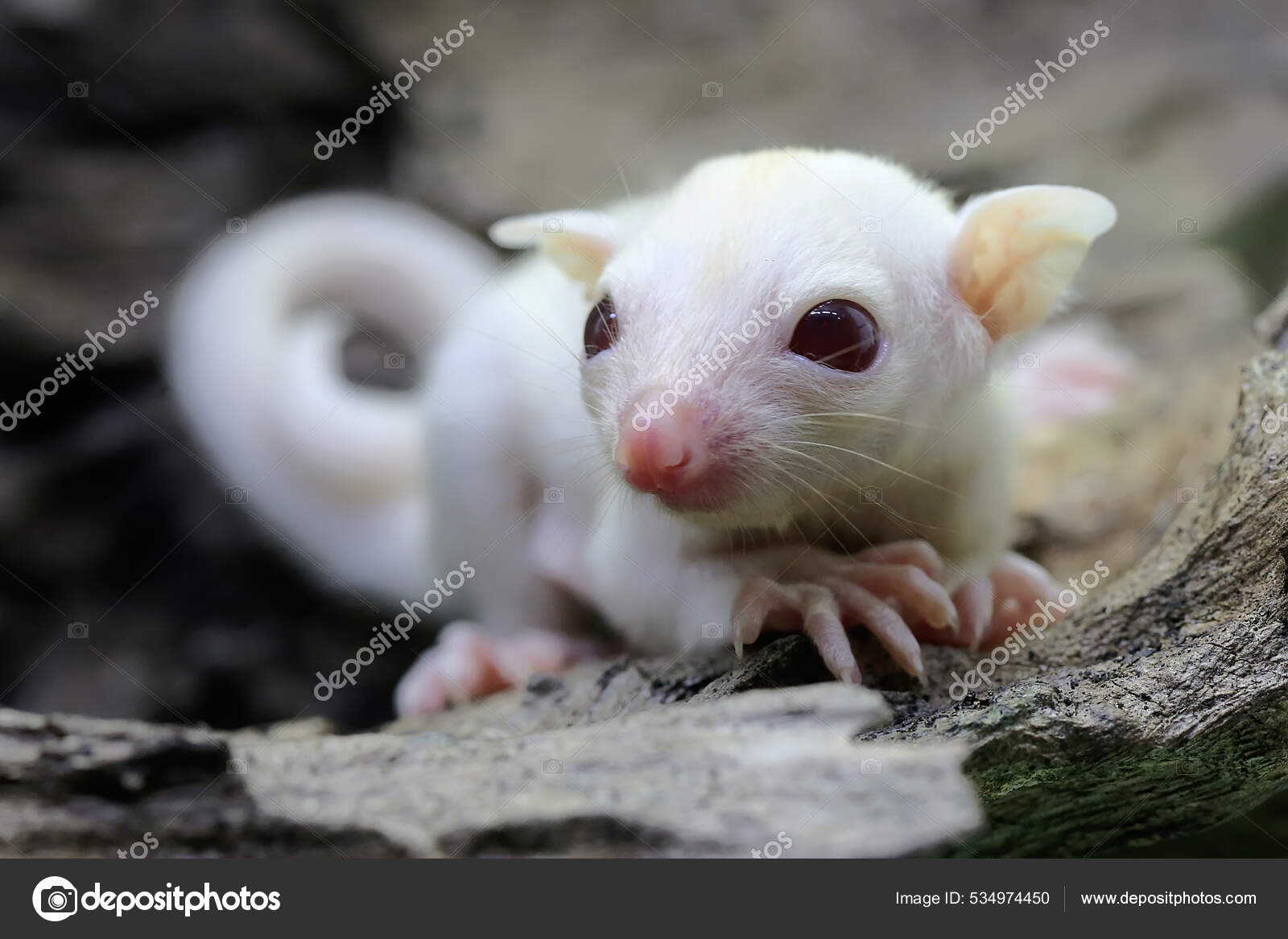 The sugar glider is a marsupial 2025