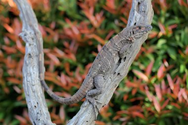 Siyah bir iguana (Ctenosaura similis) kuru ahşap üzerinde güneşlenir..