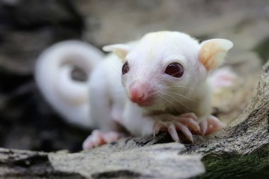Genç bir beyaz şeker planörü. Bu keseli memelinin bilimsel adı Petaurus Breviceps.. 