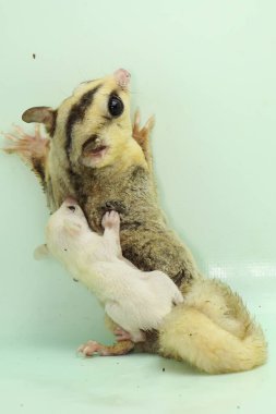 Anne şeker planörü bebeğini yırtıcılardan korumak için bebeğini kucağına alır. Bu keseli memelinin bilimsel adı Petaurus Breviceps.. 