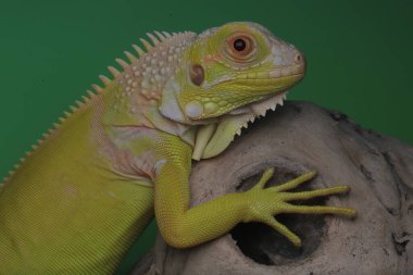 Zarif duruşu olan sarı bir iguana (iguana iguana).