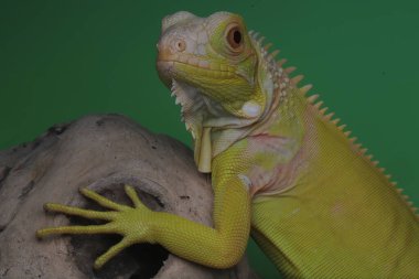 Zarif duruşu olan sarı bir iguana (iguana iguana).