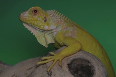 Zarif duruşu olan sarı bir iguana (iguana iguana).