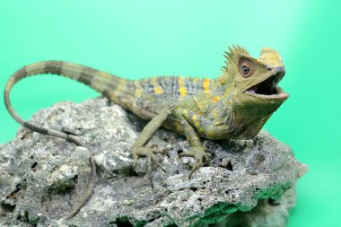 İlk ejderhanın (Gonocephalus chamaeleontinus) kendi bölgesine giren davetsiz hayvanlara saldırmaya hazır vücut hareketi..