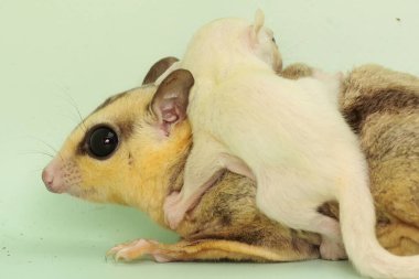 Anne şeker planörü bebeğini yırtıcılardan korumak için bebeğini kucağına alır. Bu keseli memelinin bilimsel adı Petaurus Breviceps.. 