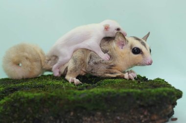 Anne şeker planörü bebeğini yırtıcılardan korumak için bebeğini kucağına alır. Bu keseli memelinin bilimsel adı Petaurus Breviceps.. 