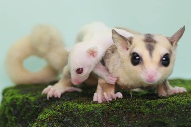 Anne şeker planörü bebeğini yırtıcılardan korumak için bebeğini kucağına alır. Bu keseli memelinin bilimsel adı Petaurus Breviceps.. 