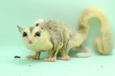 Anne şeker planörü bebeğini yırtıcılardan korumak için bebeğini kucağına alır. Bu keseli memelinin bilimsel adı Petaurus Breviceps.. 