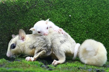 Anne şeker planörü bebeğini yırtıcılardan korumak için bebeğini kucağına alır. Bu keseli memelinin bilimsel adı Petaurus Breviceps.. 